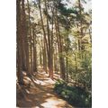 Pine Woods Cofton Hill Lickey Hills Country Par...