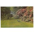 Sub Tropical Gardens Abbotsbury Dorset Postcard...