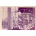vintage photo of a budgerigar in a cage... =
