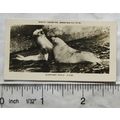 1926 Pattreiouex Real Photos Animals No. CA82 -...