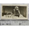 1926 Pattreiouex Real Photos Animals No. CA71 -...