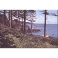 Vintage GB PC 1964, Pine Forest, St. Martins, G...