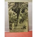 COLLECTING THE DATES, EGYPT unused vintage post...