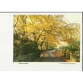 AUTUMN LEAVES Postcard by Women's Institure