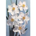 Poets Narcissus Postcard unused VGC