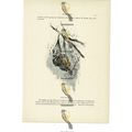 Indian Fox-Bat, Animal Book Illustration (Print...