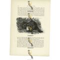 Sloth Bear, Animal Book Illustration (Print), c...