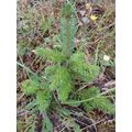 20 SPRUCE CHRISTMAS TREE SAPLINGS 5-15CM - BARE...
