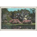 Azaleas, Live Oaks & Spanish Moss, Beautiful Fl...
