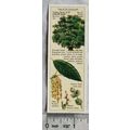 1938 Typhoo Trees of the Countryside 17 Holm Oak