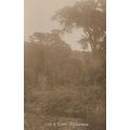 Ebb & Flow Wilderness South Africa Antique Real...