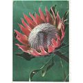 South Africa Postcard 1972 - Indigenous South A...
