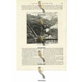 Cotton Shoot On The Mississippi, USA, Book Illu...