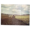 PLOUGHING AT WALDERTON, SUSSEX unused vintage p...