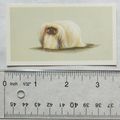 1979 Grandee Top Dogs Card No. 9 The Pekingese