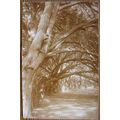 vintage postcard Woodland Avenue