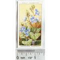 1936 Wills, Wild Flowers No. 39 Germander Speed...