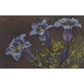 Kochs Gentian Genflanna Kochiana Vintage Flower...