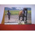 'WILLIAM' SHIRE HORSE CENTRE, NORFOLK. used pos...