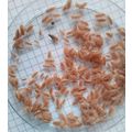 100 SMALL Giant Orange Woodlice, Porcellio laev...