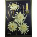 1950 Shulton Desert Flower Perfume Ad - Who fin...