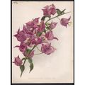 BOUGAINVILLEAS 1894 Henry George Moon - Guillau...