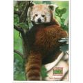 Animal - Red Panda - Bristol Zoo postcard