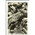 Birds GOLDEN EAGLE Postcard (J.B. White 3906)