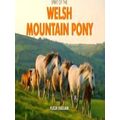 Spirit Of The Welsh Mountain Pony
