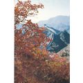 Red Leaves Surrounding The Great Wall China Pos...