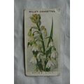 1913 Wills Old English Garden Flowers 2nd serie...