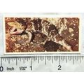 Lyons Tea card Australia No. 24 Shingle-back Li...