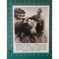 C2586) Mr Jim Allen Stud Farmer Bull MITTA Vict...