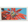 Lyons Tea card Australia No. 25 Poinsettia