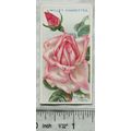 1914 Wills Roses 2nd Series No. 77 Mrs. Edward ...