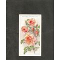 Cigarette Card Wills Roses 1913 2nd series #1 P...