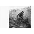 Postcard Cutting Reeds Scythe Woodbastwick Mars...