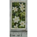 1937 Wills Wild Flowers 2nd series No. 1 Wood A...