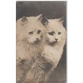 Two Cats Looking To Right Cat Postcard (QAN0020)
