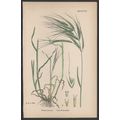 GREAT BROME-GRASS 1872 John Edward Sowerby PLAN...
