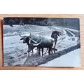PHOTOCARD: CEYLON / SRI LANKA - PLOUGHING PADDY...