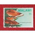 Malawi 1985 Fungi 7t Leucopaxillus Gracillimus ...