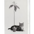 Alfred Gescheidt Still Life postcard unused VGC