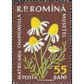 ROMANIA, FLOWER, Matricaria chamomilla, brown 1...