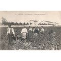 34 - Béziers - LES VENDANGES, COUPEUSES ET PORT...