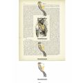 Market Girl, Rio De Janeiro, Brazil, Book Illus...