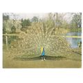 A PEACOCK, CHILD-BEALE WILDLIFE TRUST, BERKSHIR...