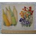 1940 Amateur Gardening illustration - Fox Tail ...