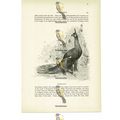 Burmese Peacock, Animal Book Illustration (Prin...