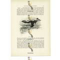 Oyster Catcher, Animal Book Illustration (Print...